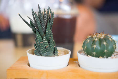 Cute mini tree cactus in stone pot for decor home deskの写真素材