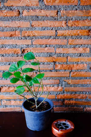 House plant  and ashtray with brick wallの写真素材