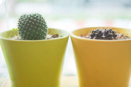 Small cactuses at the flower shop. Houseplant Conceptの写真素材