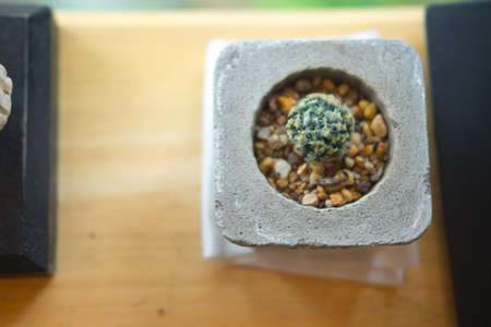 Cactus in square pot on wooden table, top viewの写真素材