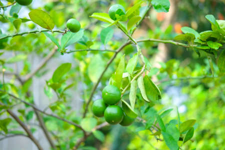 Lemon tree or lime tree in the garden