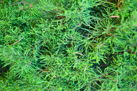 Beautiful green pine leaves texture and background