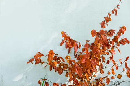 Dead brown leaves on cement wall in homeの写真素材