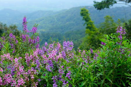 Flowers on mountain at Chiang Rai, Thailandの写真素材