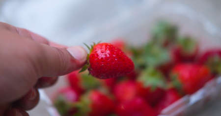 Red strawberry fresh with your hand pickedの写真素材