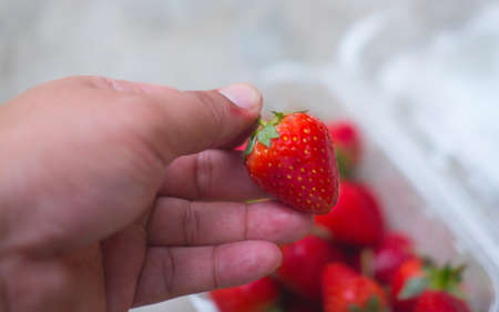 Red strawberry fresh with your hand pickedの写真素材