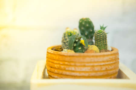 House cactus in a pot decoration in houseの写真素材