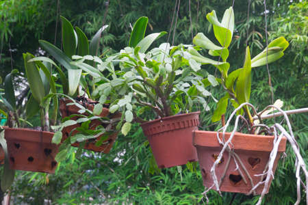Plant in pottery pot hang decoration home with nature backgroundの写真素材