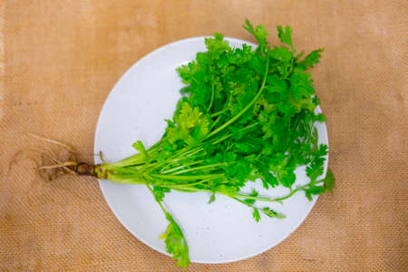 Fresh coriander or cilantro bouquet on white dishの写真素材