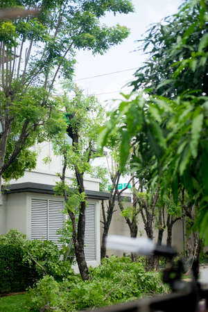 Man up in a tree trimming the branches service from government