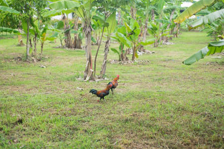 Chicken walking in banana tree garden