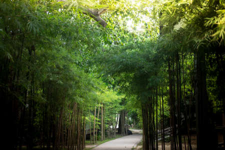 Walkway with bamboo tree decoration in hotelの写真素材