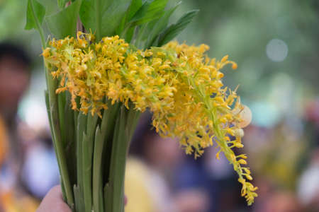 The Globba Schombugkii flowers with candle and joss stick offering that Thai buddhism prepare for offer to monk in the festival of floral offering at Wat Phra Phuttabat,Saraburi Thailandの写真素材