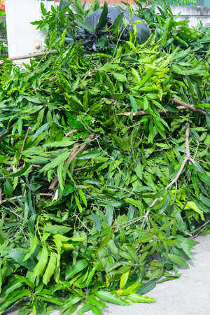 Waste of cut green leaves mango from plantsの写真素材