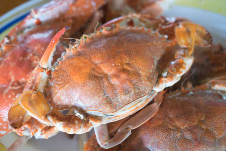 Pile of steamed crab ready to eatの写真素材
