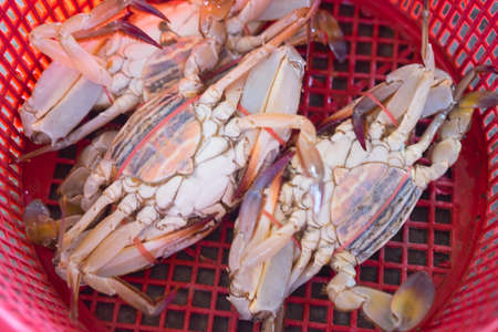 Pile of fresh raw crab on basket in Thai seafood marketの写真素材