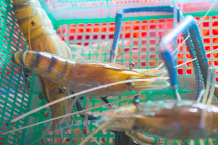 Fresh raw shrimp in market, Thailand.の写真素材