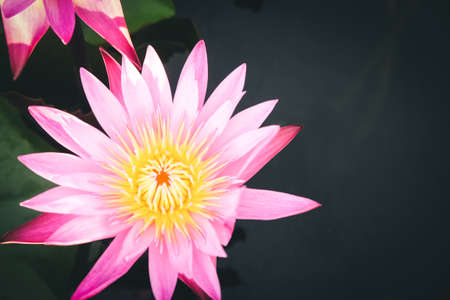 A beautiful red water lily or lotus flower in pondの写真素材