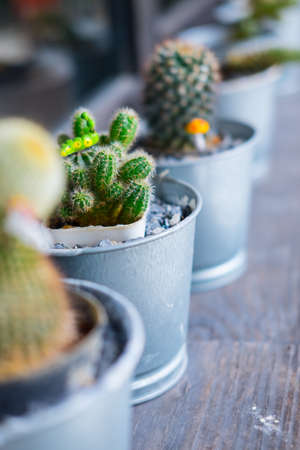 House cactus in a pot you can put on table for decoration in garenの写真素材