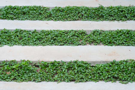 Stone steps with green grass decoration in gardenの写真素材