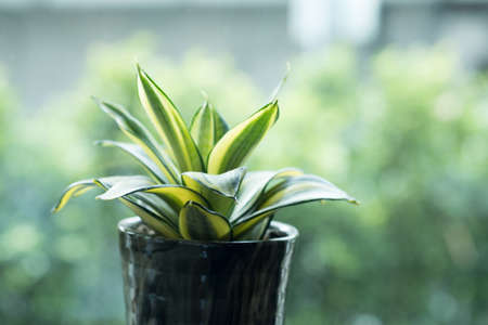 Sansevieria trifasciata in a black flower pot with blur nature background. Home and garden conceptの写真素材