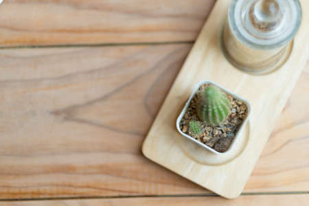 Cute mini tree cactus for decor coffee shop deskの写真素材