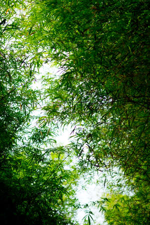 Bamboo forest with sunlight, Landscape of bamboo tree in tropical rainforestの写真素材