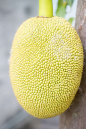 Young jackfruit growing on the tree tropical sweet jackfruit garden on backyard