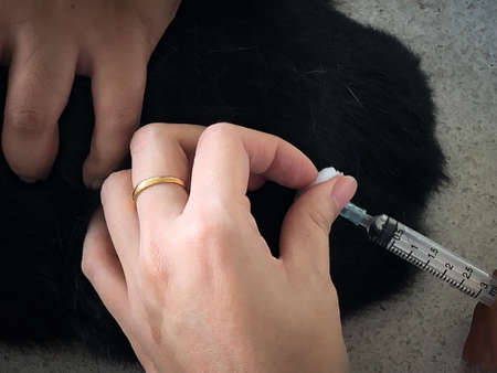 A veterinarian makes an injection a sick cat. Treatment of animals