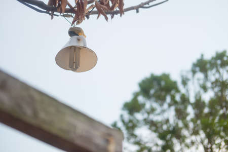 Old lamp hanging in the garden. Lamp vintage style handmadeの写真素材