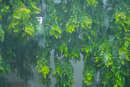 Green leaf after the rain, nature backgroundの写真素材