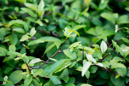 Closeup nature view of green leaf,  using as background natural green plants landscape