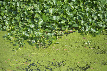 Water hyacinth, many water hyacinth canal in river village