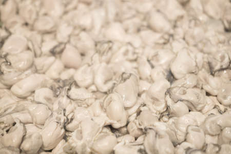 Background of fresh oysters at street market stall close upの写真素材