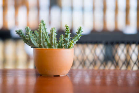 Mini cactus in pots on wooden table. Selective focus. Place for text.の写真素材