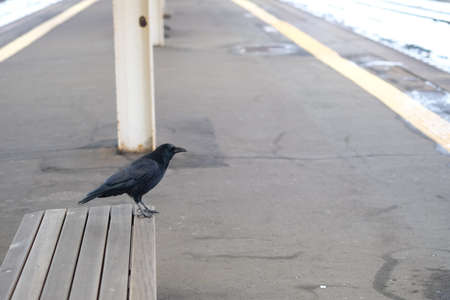 Black crow sitting on wooden bench at  train station, Japan. Winter crow. Snow fallsの写真素材