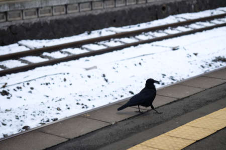 Black crow sitting on train station with snow outside at Japanの写真素材