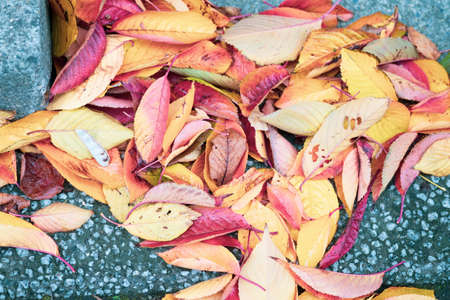 Autumn color change is season colorful with red and yellow leaves alternates beautiful in Japan.の写真素材