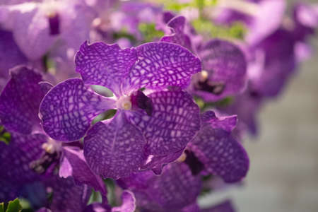 Beautiful Orchid flower in orchid garden at winter or spring day