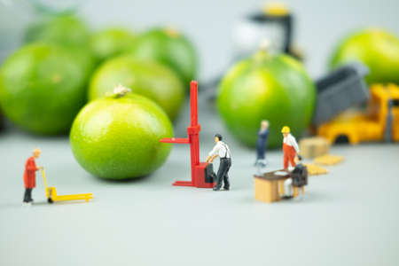 Miniature people workers moving fresh green lime fruit  for export agriculture. Concept of exportの写真素材