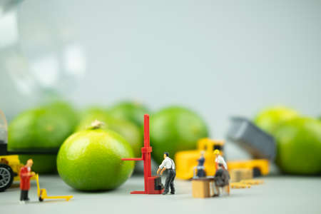 Miniature people workers moving fresh green lime fruit  for export agriculture. Concept of exportの写真素材