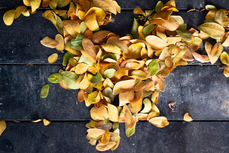 Dried leaves in the wood ground. Top view