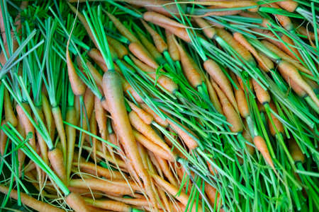 Pile of mini carrot for sell in Thai market