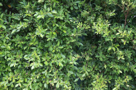 Green leaf texture or leaf background. Tree leaves nature background.