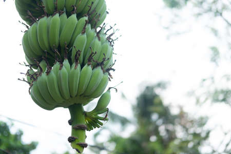 Banana tree with bunch of raw green bananas. Tropic fruit farmの写真素材
