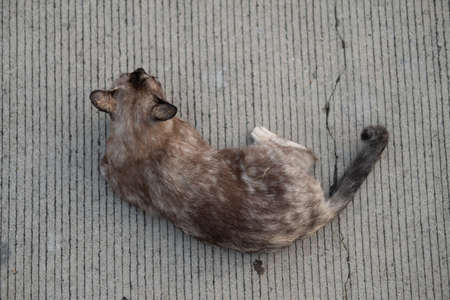 Close up of cat on the ground sleeping on concrete floor