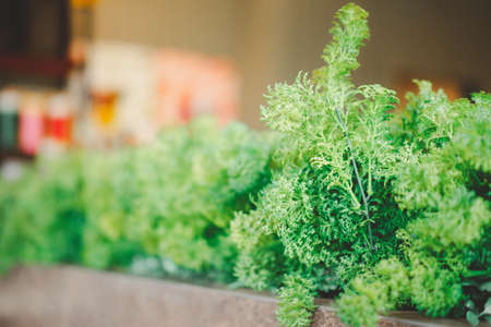Beautiful artificial plants decoration in house or cafe