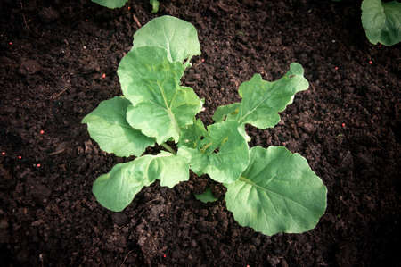 Green young seedling of plant in a brown soil with free space for text close-up, macro.