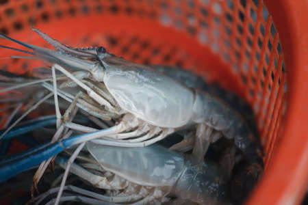 Above shot of fresh raw shrimps in orange basket for sale in seafood market at Thailandの写真素材