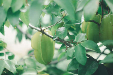 Tropical star fruit tree with ripe fruit hanging from tree branch. Star fruit is popular in asia,...